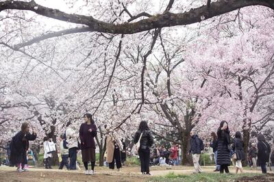 People photograph cherry trees in bloom at Shinjuku Gyoen in Tokyo, Japan, on Friday, March 29, 2019. Over the course of a few weeks, cherry trees across the country burst into bloom, painting the country in shades of pink and white. It's become a national obsession with growing global appeal—and it's a boon to Japan's economy. Photographer: Shiho Fukada/Bloomberg