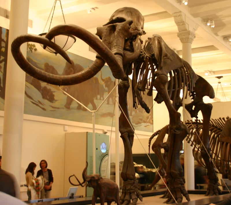 This specimen at the American Museum of Natural History in New York is believed to be a hybrid between Columbian and woolly mammoths. Photo: Ryan Somma
