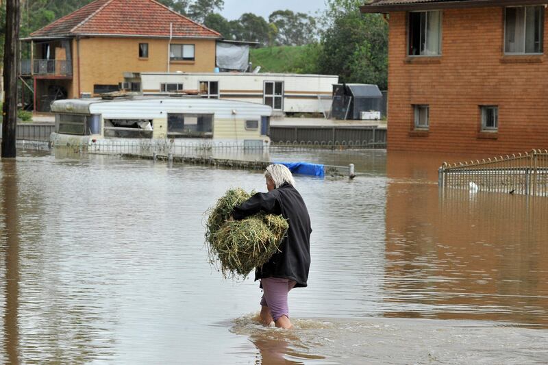 A woman carries hay for her horses through floodwaters in western Sydney, as the area faces its worst flooding after record rainfall caused its largest dam to overflow. AFP