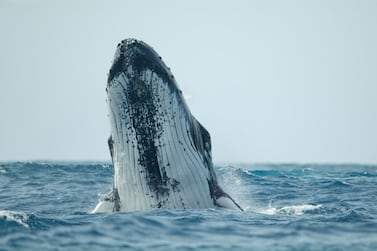 humpbacks and other whales ‘spyhop’ or stick their heads out of the water, maybe to get a better view or listen to action on the surface. National Geographic for Disney+ / Brian Armstrong