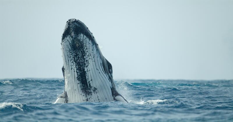 Humpbacks and other whales "spyhop," where they stick their heads out of the water. It may be to get a better view - or listen in - to action at the surface. (National Geographic for Disney+/Brian Armstrong)