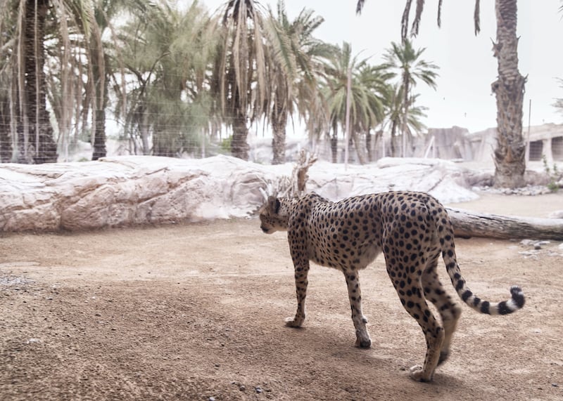 SHARJAH, UNITED ARAB EMIRATES. 11 FEBRUARY 2019. Leopard at Arabia's Wildlife Center in Sharjah.(Photo: Reem Mohammed/The National)Reporter:Section: