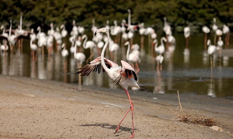 Flamingos at the Ras Al Khor wildlife sanctuary in Dubai. The UAE is also hosting this years Cop28 UN climate summit. AFP