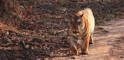 A tiger in India. Kipling Camp