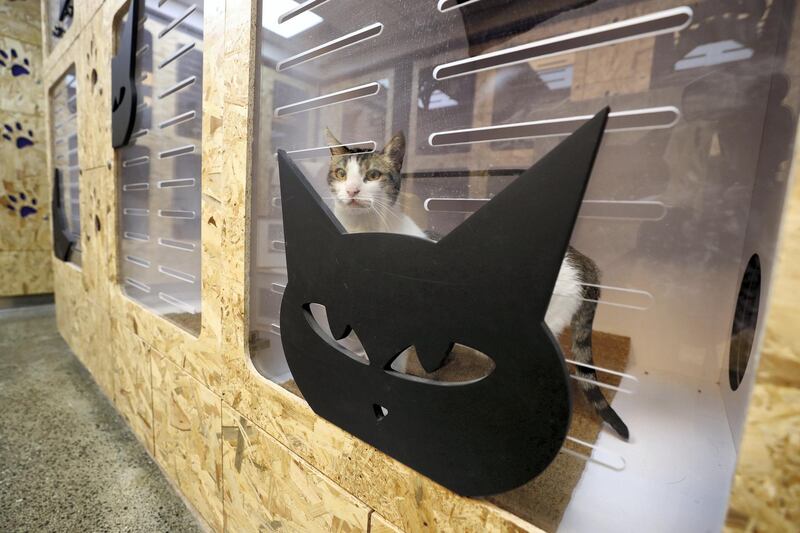 Dubai, United Arab Emirates - Reporter: Evelyn Lau. Lifestyle. Pawsome Paws in Dubai have opened a new luxury cat hotel (a place to board your cats) in Al Quoz. Thursday, March 11th, 2021. Dubai. Chris Whiteoak / The National