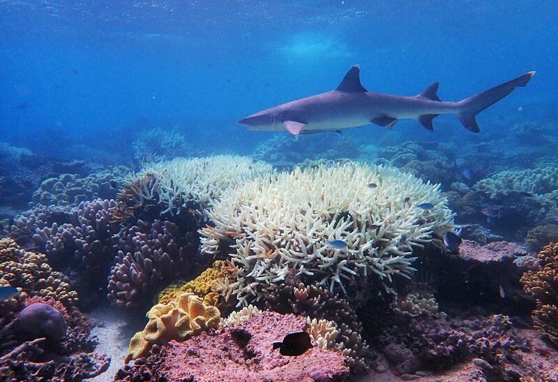 This undated handout photo received on April 6, 2020 from the ARC Centre of Excellence for Coral Reef Studies at James Cook University, shows coral bleaching on the Great Barrier Reef. Australia's Great Barrier Reef has suffered its most widespread coral bleaching on record, scientists said on April 7, 2020 in a dire warning about the threat posed by climate change to the world's largest living organism. James Cook University professor Terry Hughes said a comprehensive survey last month found record sea temperatures had caused the third mass bleaching of the 2,300-kilometre (1,400-mile) reef system in just five years.
 - TO BE USED EXCLUSIVELY FOR AFP STORY AUSTRALIA-ENVIRONMENT-CLIMATE-REEF
RESTRICTED TO EDITORIAL USE - MANDATORY CREDIT "AFP PHOTO / JAMES COOK UNIVERSITY" - NO MARKETING NO ADVERTISING CAMPAIGNS - DISTRIBUTED AS A SERVICE TO CLIENTS - NO ARCHIVE

 / AFP / JAMES COOK UNIVERSITY AUSTRALIA / Handout / TO BE USED EXCLUSIVELY FOR AFP STORY AUSTRALIA-ENVIRONMENT-CLIMATE-REEF
RESTRICTED TO EDITORIAL USE - MANDATORY CREDIT "AFP PHOTO / JAMES COOK UNIVERSITY" - NO MARKETING NO ADVERTISING CAMPAIGNS - DISTRIBUTED AS A SERVICE TO CLIENTS - NO ARCHIVE

