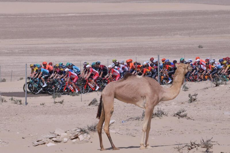 The peloton during Stage 3. AFP