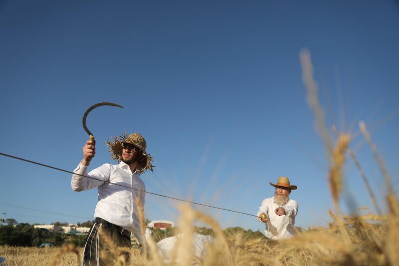 Ultra-Orthodox Jews harvest wheat in a field near the Kibbutz Sha'alvim, Israel. EPA