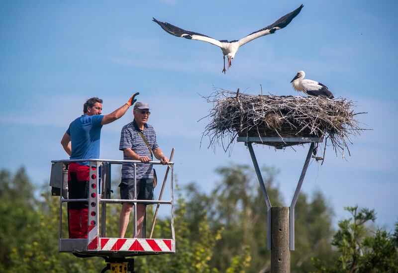 Animal keepers are on their way to prepare rings on young storks in their nest on a tree in Cammin, Germany.  AP
