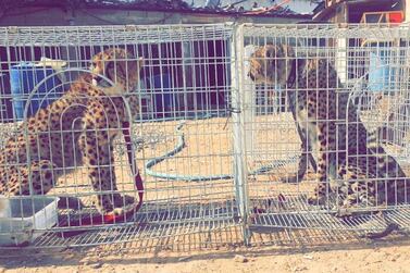 Cheetahs, locked inside cages, are sold online. 