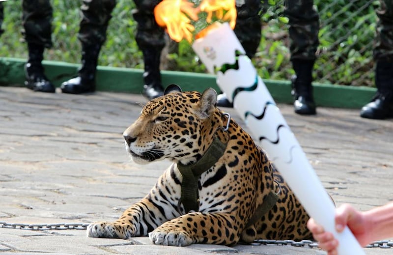 The animal that attacked the keepers at Al Ain Zoo was a jaguar, like this one pictured in Brazil. AFP