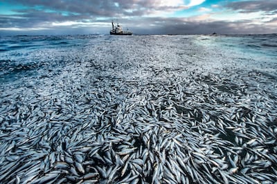 'Net loss' by Audun Rikardsen (Norway). Wildlife Photographer of the Year 2021 category: Highly commended, Oceans - The Bigger Picture. Photo: Natural History Museum