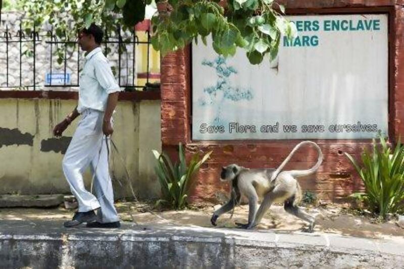 Murari, a monkey catcher, walks on the roadside with his pet Langur monkey named 'Mangal Singh'.