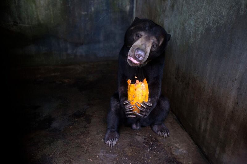 A bear eats a donated papaya in his cage at Medan Zoo that is closed for public due to the new coronavirus outbreak, in Medan, North Sumatra, Indonesia. AP