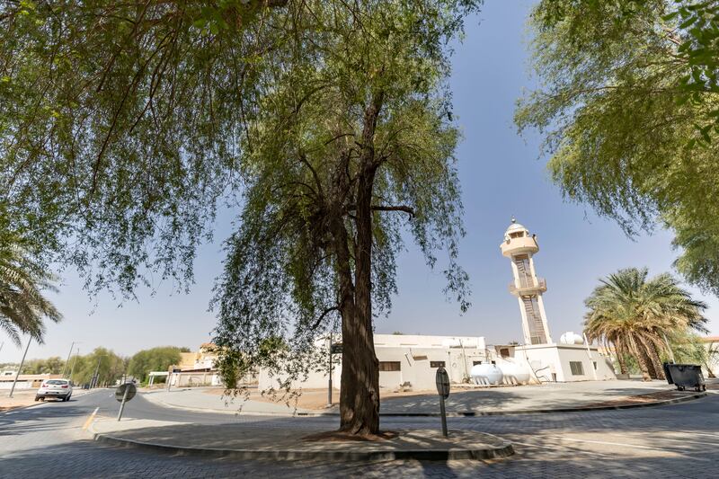 An island has been created around this ghaf tree  at Al Qattarah in Al Ain to keep it protected from harm. 