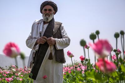 Mohammed Salim, 60, stands in his poppy farm in Kandahar - a business he says sustains his family. 