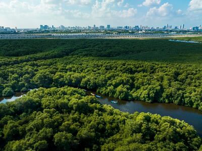 Al Zorah City in Ajman has pledged to expand its Natural Mangrove Reserve. Photo: Al Zorah City