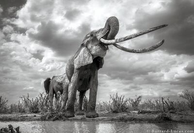 Courtesy Burrard-Lucas Photography