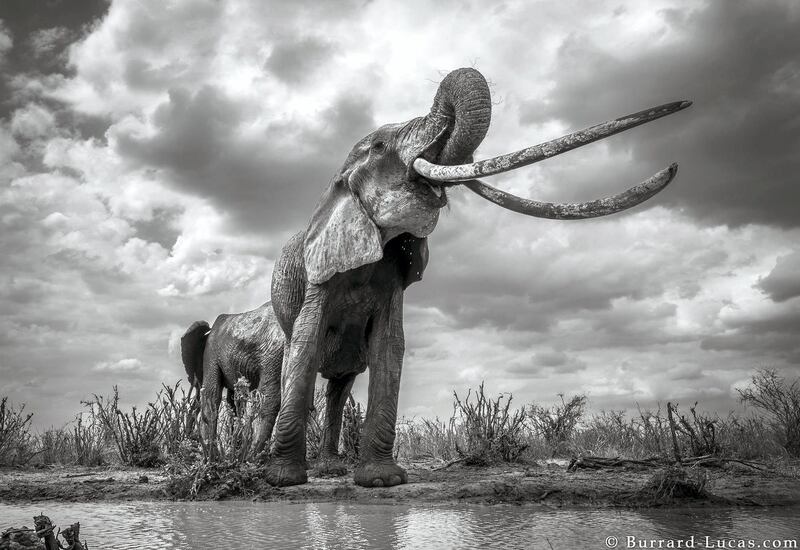 The elephant queen drinking from a waterhole. Courtesy Burrard-Lucas Photography