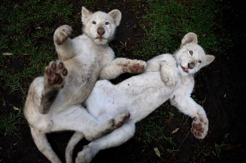 A pair of four-month-old white lion cubs play together in their enclosure at the Altiplano Zoo in Tlaxcala, Tuesday, Aug. 7, 2018. The Zoo, about two hours east of Mexico City, has welcomed the two white lion cubs born in March and recently presented to the public.(AP Photo/Rebecca Blackwell)