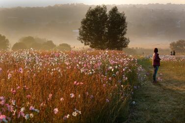Cosmos flowers blanket open farm areas. EPA