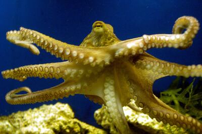 An octopus at the zoo in Frankfurt, Germany. AP