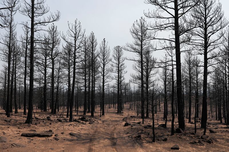 Charred trees and vegetation burnt during the Hermits Peak and Calf Canyon fires in New Mexico. Reuters
