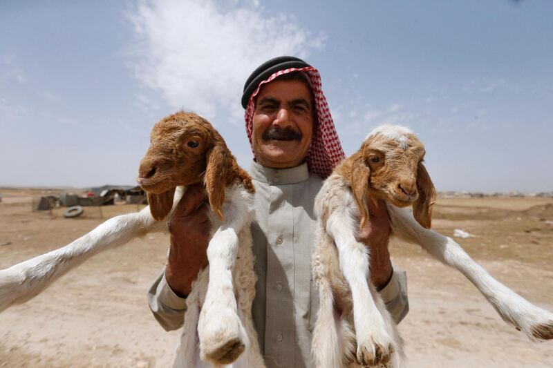 Abu Mari, a Syrian Bedouin livestock farmer who raises camels, goats and sheep, poses with two lambs in the village of Ghezlaniah, in the Badia region, south-east of Syria's capital Damascus. AFP