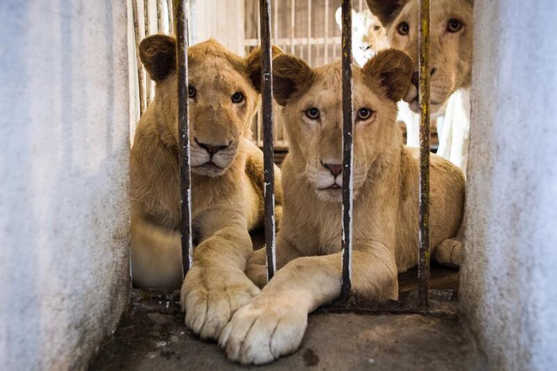 The four rescued lions, known collectively as the 'Lions of Kandahar' sitting inside their feeding enclosure at the Kabul Zoo in Afghanistan on May 11 2017. The lions were rescued in Kandahar and brought to the Kabul Zoo for medical treatment. Ivan Flores for The National