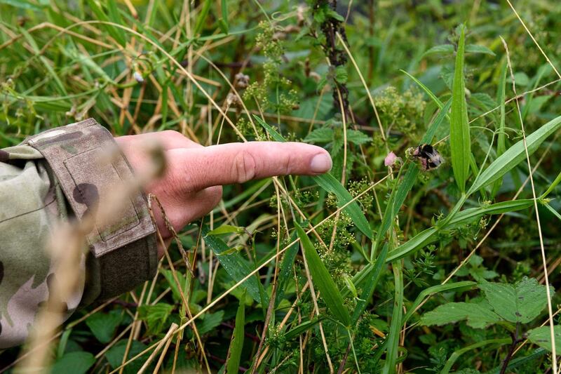 LOOE, CORNWALL, ENGLAND, August 16, 2019. Patrick "Paddy" Saunders picks pea plants that he would later plant for the bees to forage on when they bloom. Polly Stock for The National