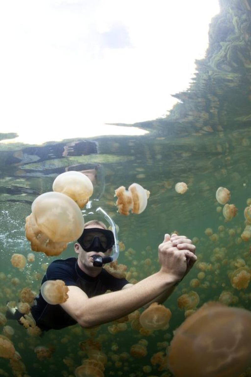 Swimming through jellyfish, Palau - The invertebrate inhabitants of Mecherchar Island’s Jellyfish Lake have evolved to farm algae with their tentacles, rather than sting, making it safe to get in the water with them. Corbis