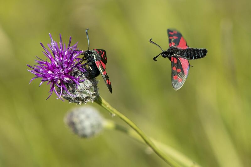 Spotted Burnet Moths fly in a conservation area of wild flowers in Dover, England. Getty Images