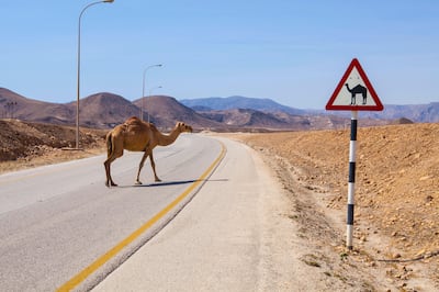 FRW6X7 Camel crossing the road near Salalah, Oman. Jurate Buiviene / Alamy Stock Photo