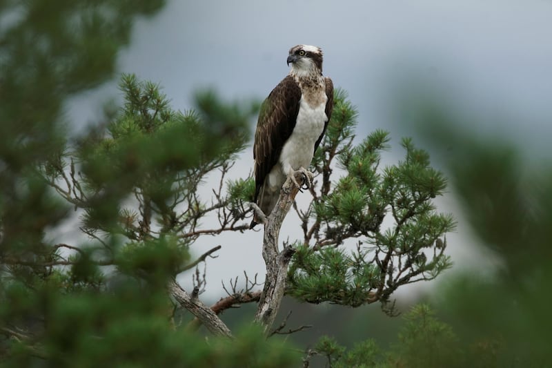 A female osprey sits on a tree branch in a marsh at the Republican reserve "Koziansky" near the remote village of Kaziany, Belarus. Reuters