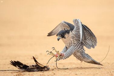 Falcon at King Abdul Aziz Festival. Courtesy Saudi Press Agency