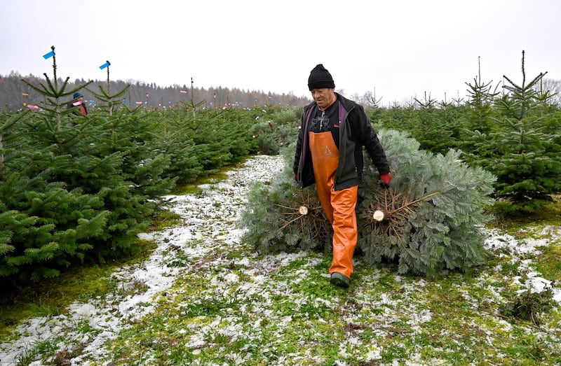 An employee moves a sawed-off tree at a farm in Berggiesshuebel. Reuters