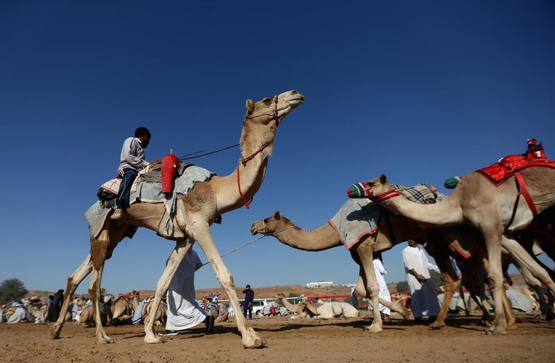 Handlers prepare camels to race at Al Sawan Race Track in Ras Al Khaimah, United Arab Emirates.  Francois Nel / Getty Images