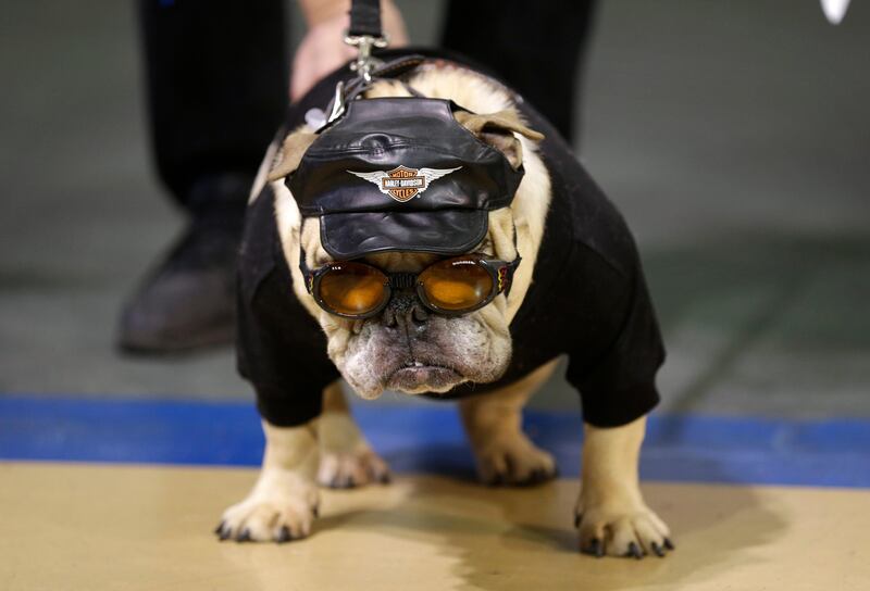 Jazmine Josephine looks on during the 34th annual Drake Relays Beautiful Bulldog Contest, Monday, April 22, 2013, in Des Moines, Iowa. The pageant kicks off the Drake Relays festivities at Drake University where a bulldog is the mascot. (AP Photo/Charlie Neibergall) *** Local Caption ***  Beautiful Bulldog.JPEG-0ca3e.jpg