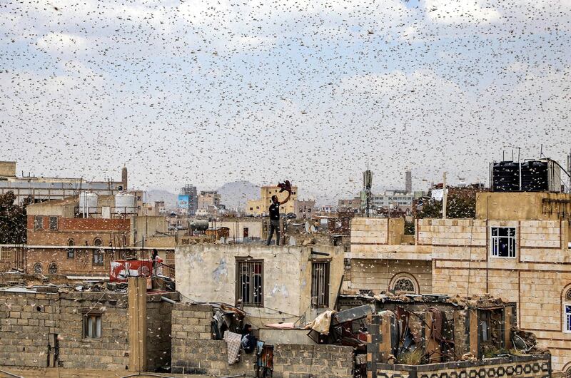 A man tries to catch locusts while standing on a rooftop as they swarm over the Huthi rebel-held Yemeni capital Sanaa on July 28, 2019.  / AFP / Mohammed HUWAIS

