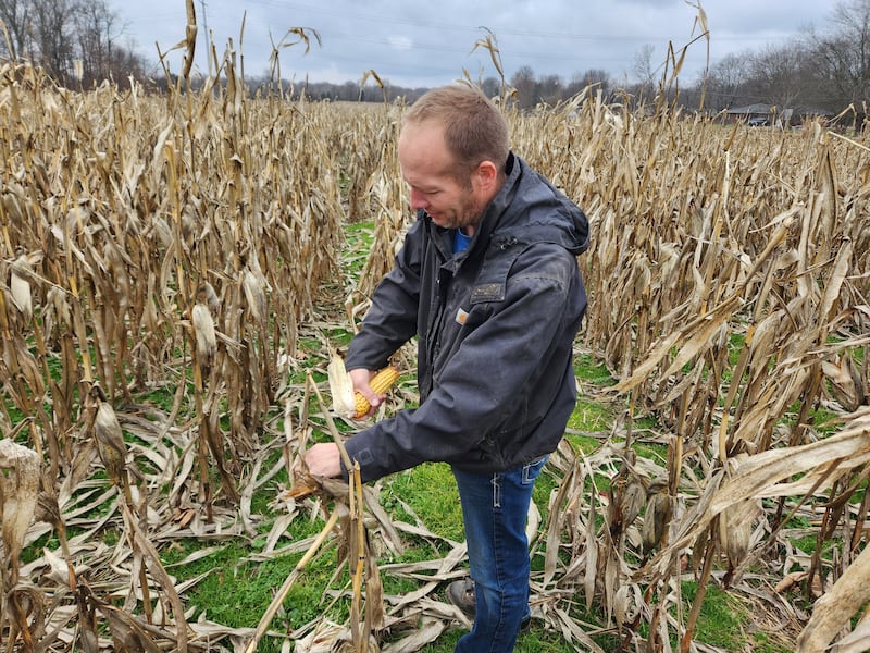Mr Lutmer examines corn ears on his farm in Warren County, Ohio