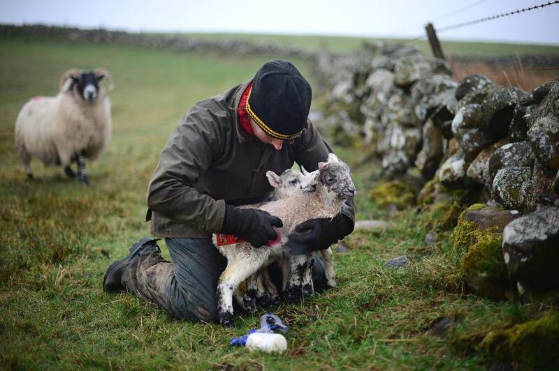Carol McKenna hand feeds a newly born Blackface sheep on Gass Farm. She feels the farming job has shed its image of being gender-specific. Jeff Mitchell / Getty Images