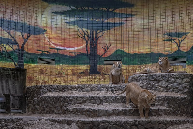 Lions at Kyiv Zoo, as Russia presses on with its invasion of Ukraine. Many of the animals are highly stressed, showing reaction to air raid sirens and the sound of explosions, staff say. EPA