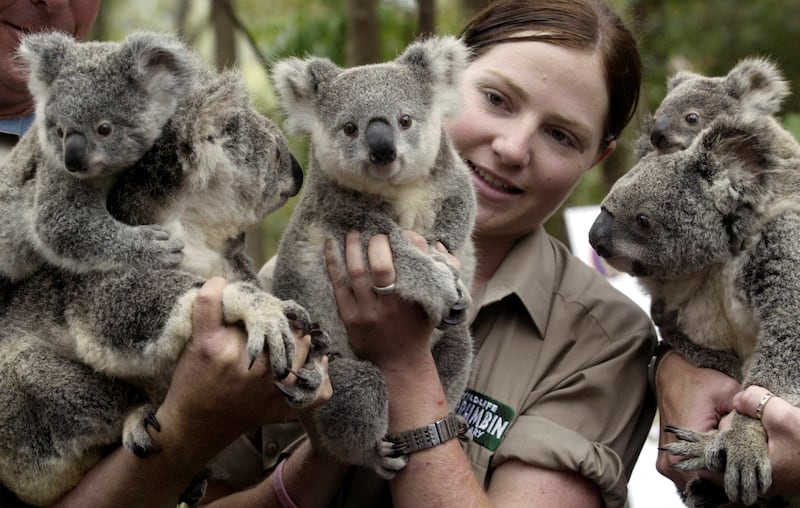 Wildlife officer Lindy Thomas poses with koalas and their joeys produced by artificial insemination at Currumbin Wildlife Sanctuary, Gold Coast, Australia. Reuters