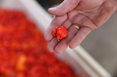 The Carolina Reaper was formerly the world's hottest pepper. AP