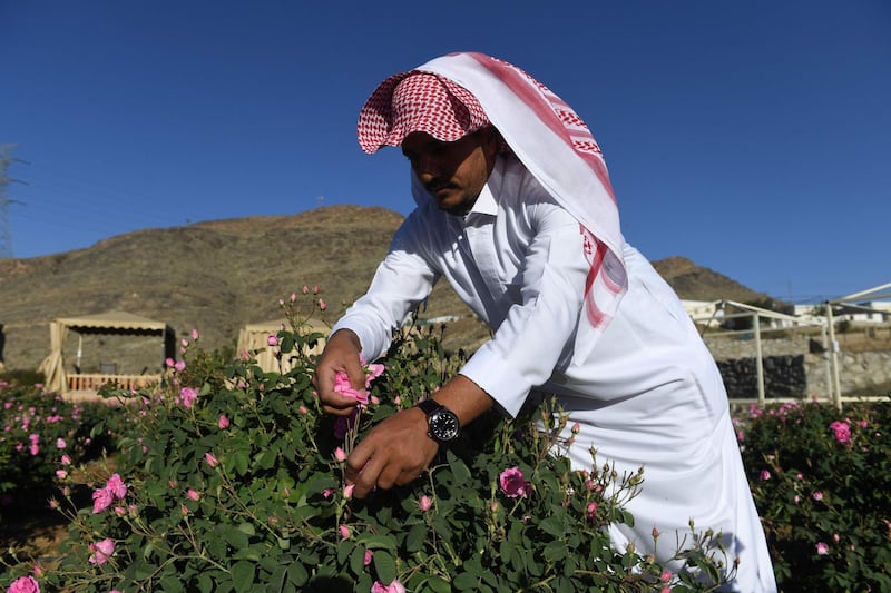 Salman, a member of the Bin Salman family, picks Taif roses ahead of the distillation process at the family's farm in the Saudi city of Taif. AFP