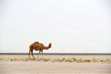 A camel grazes near a road on a hazy day in Dubai last month. Chris Whiteoak / The National
