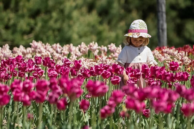 A girl walks among blooming tulips in a park on the outskirts of Kyiv. Reuters