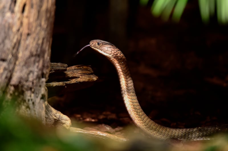 A bite from a cobra can often result in death. EPA