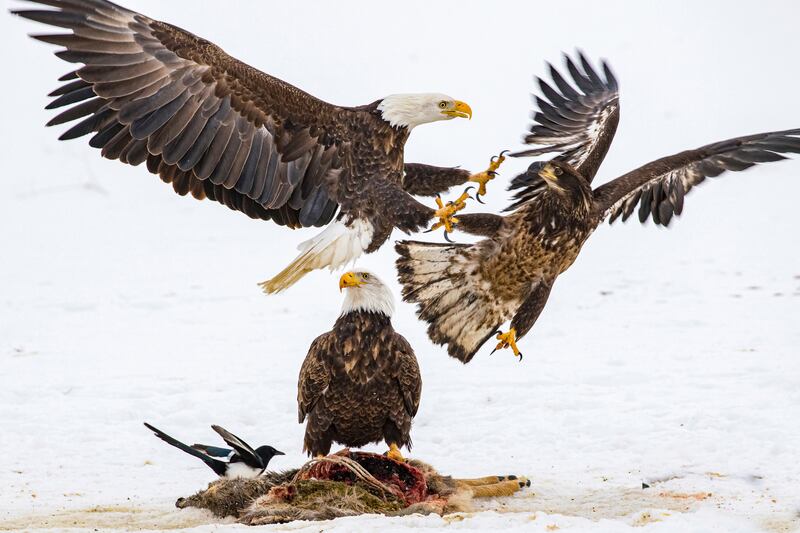 Bald eagles compete for a deer carcass in Montana. Estelle Shuttleworth via AP