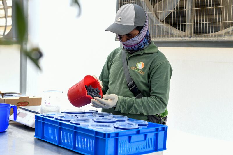 Worker weighing and packing the blueberries at Al Foah Farm in Al Ain. 
